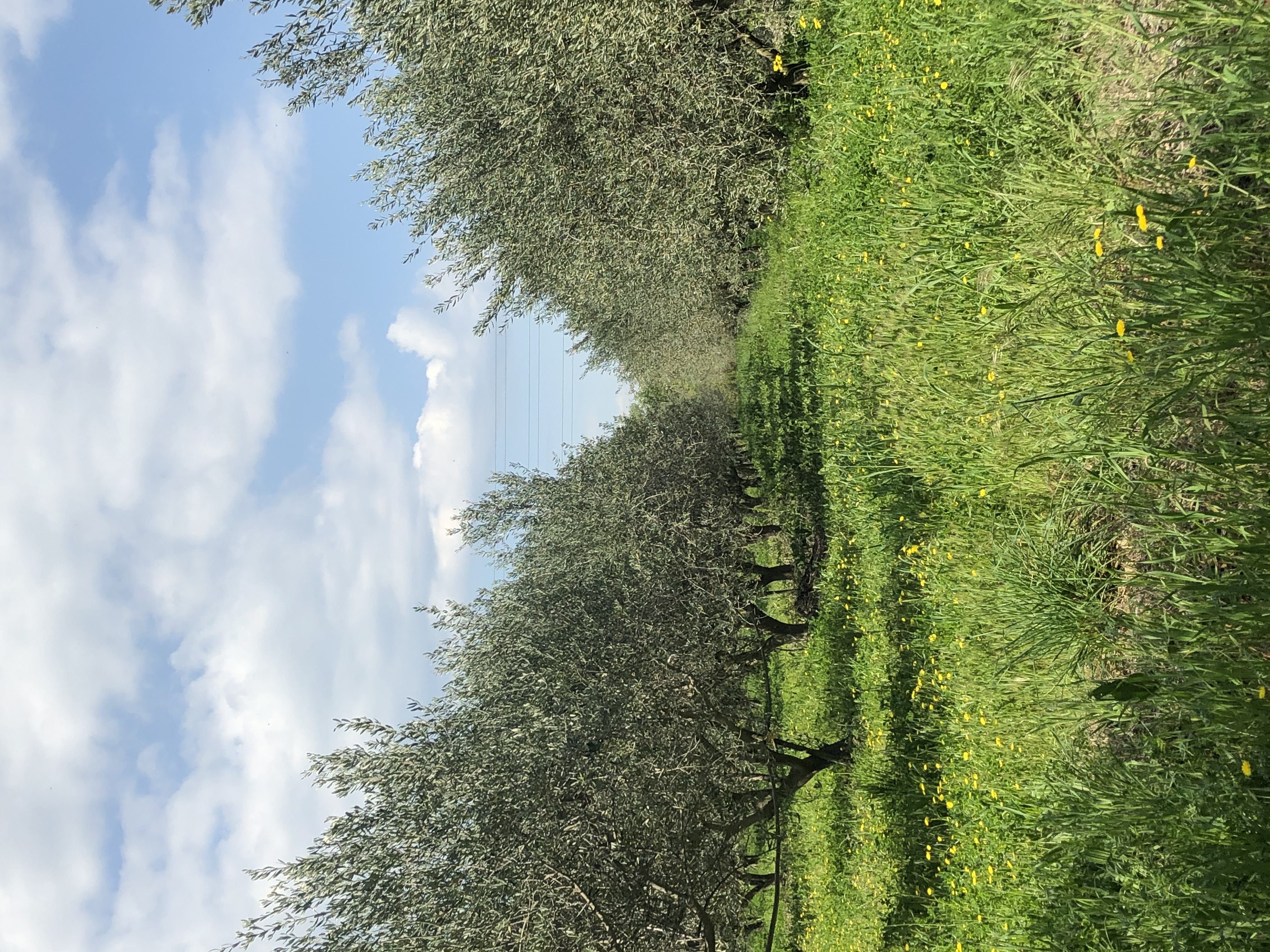 Personnes récoltant des olives dans un verger