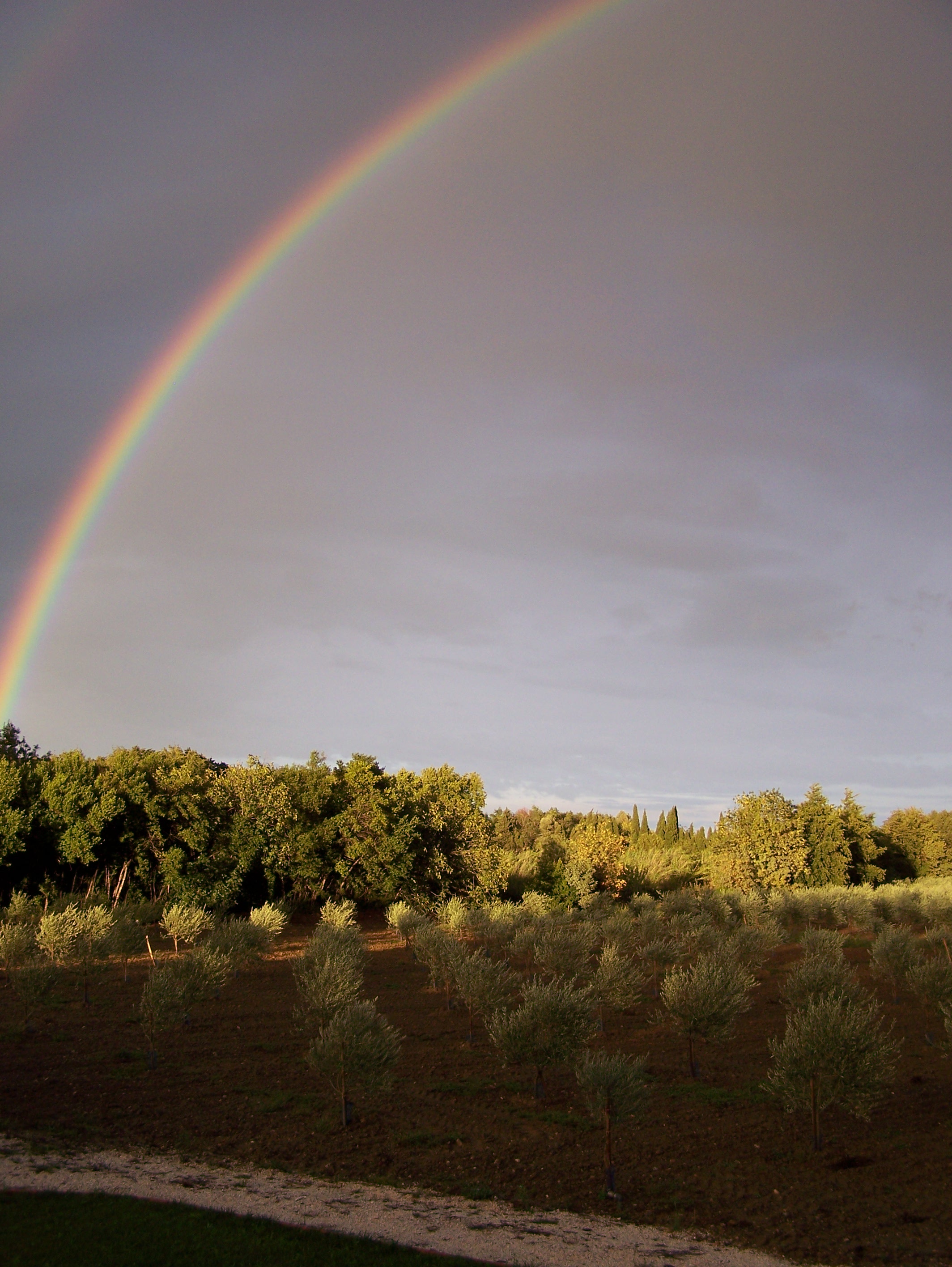 Verger d'oliviers en plaine au Soler