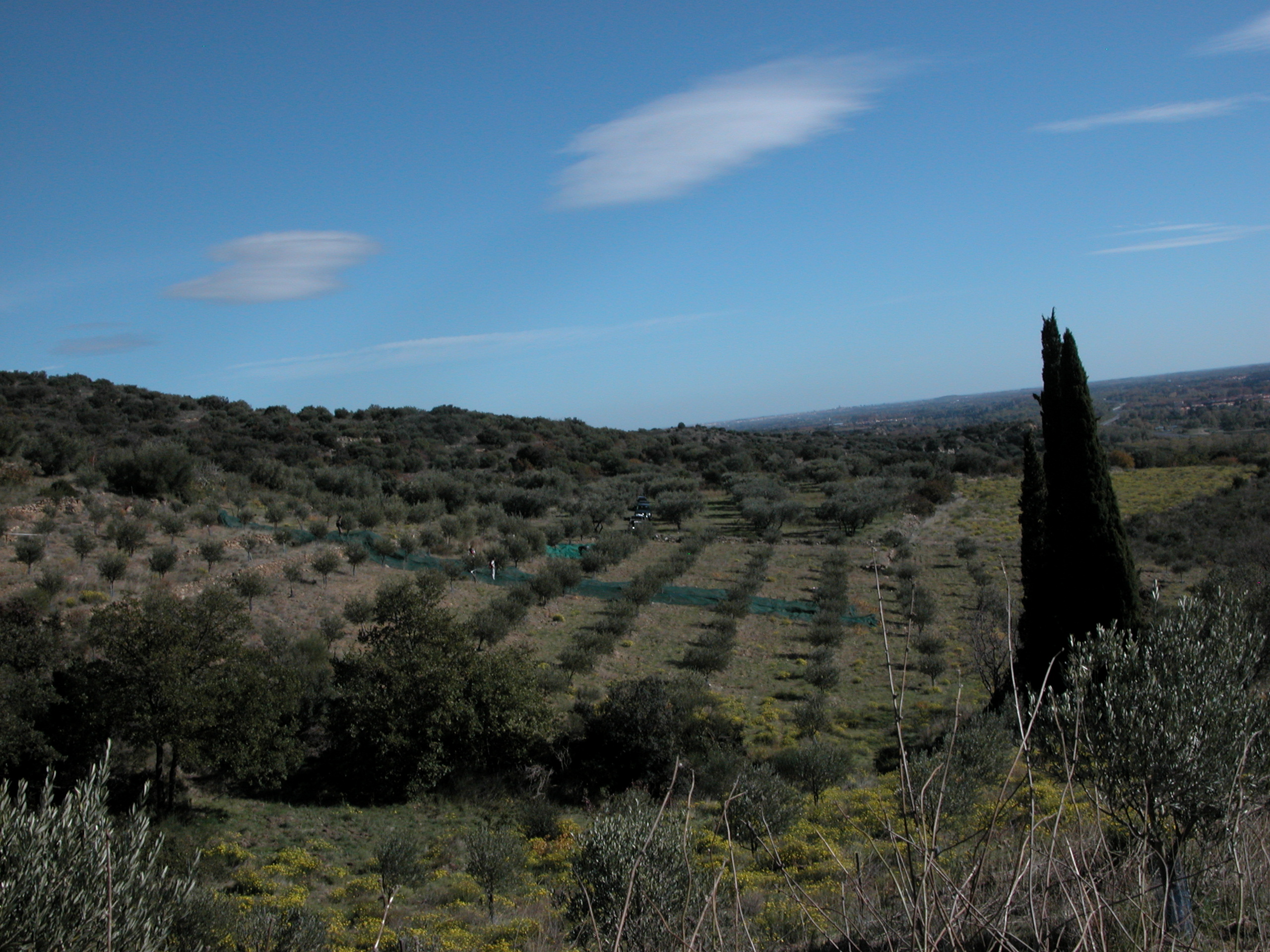 Verger d'oliviers sur des coteaux de garrigue