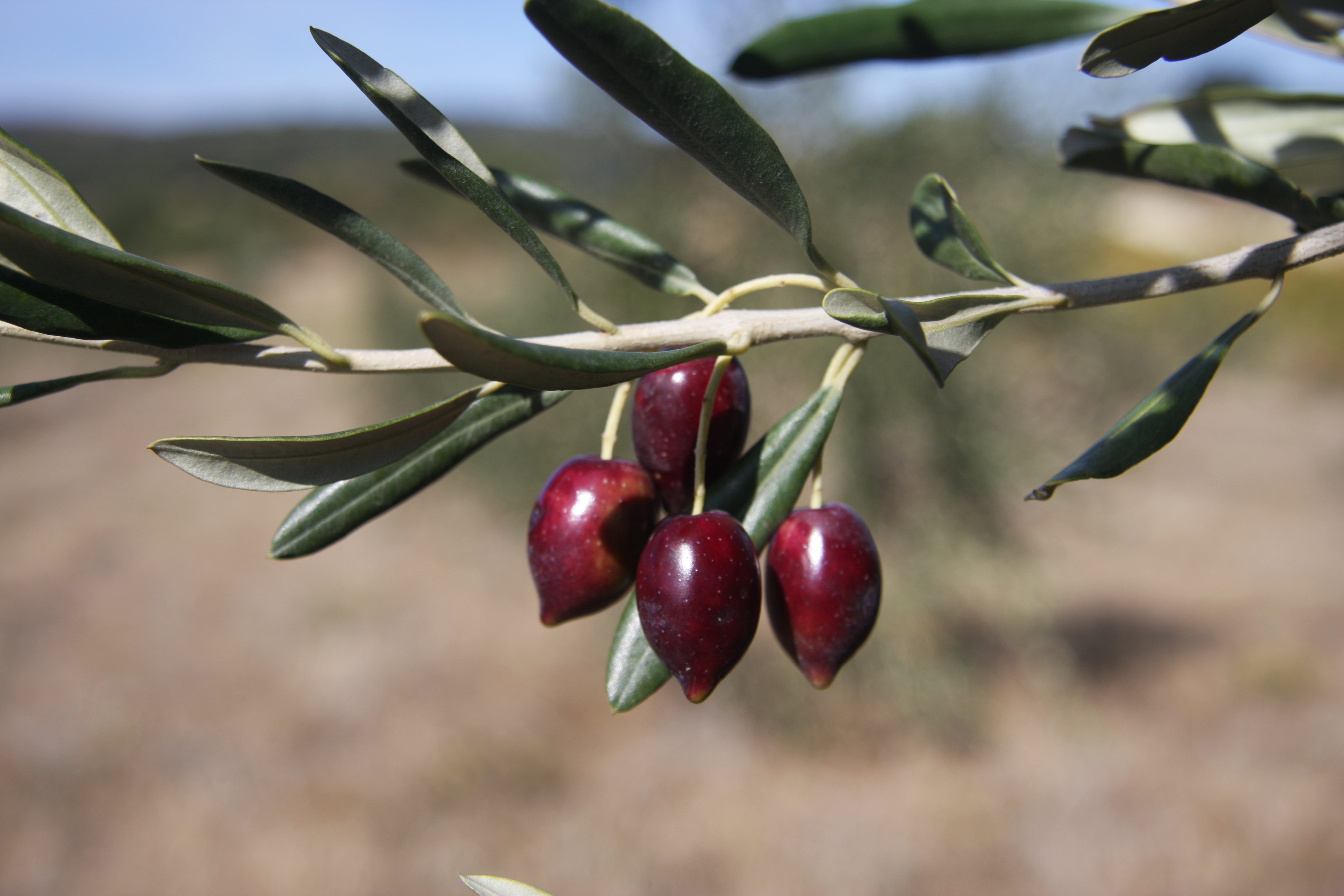 Bouteille d'huile d'olive 'Olivière'
